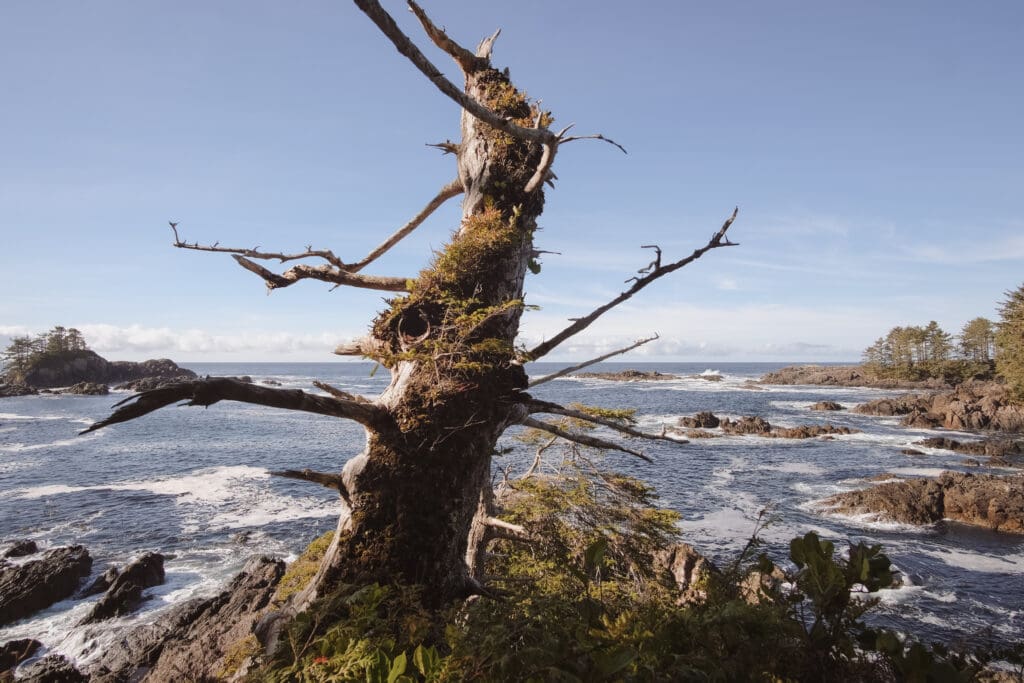 A view from the Wild Pacific Trail in Ucluelet, Vancouver Island, BC, Canada.