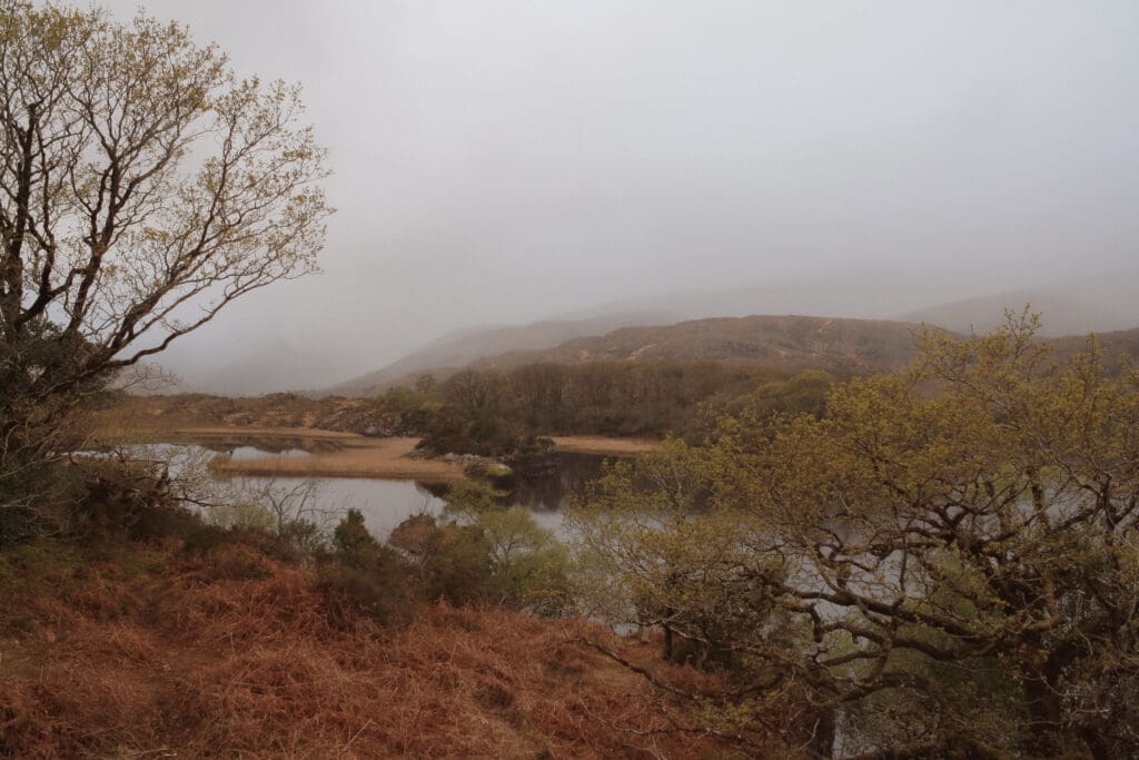 A moody, foggy day in Killarney National Park.