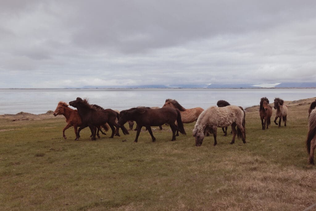 Icelandic horses in Vestrahorn, Iceland.